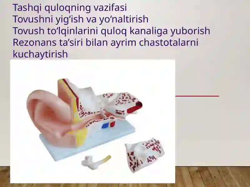 Eshitish biofizikasi elementlari. Ultratovush va uni stomatologiyada qoʻllanilishi 4