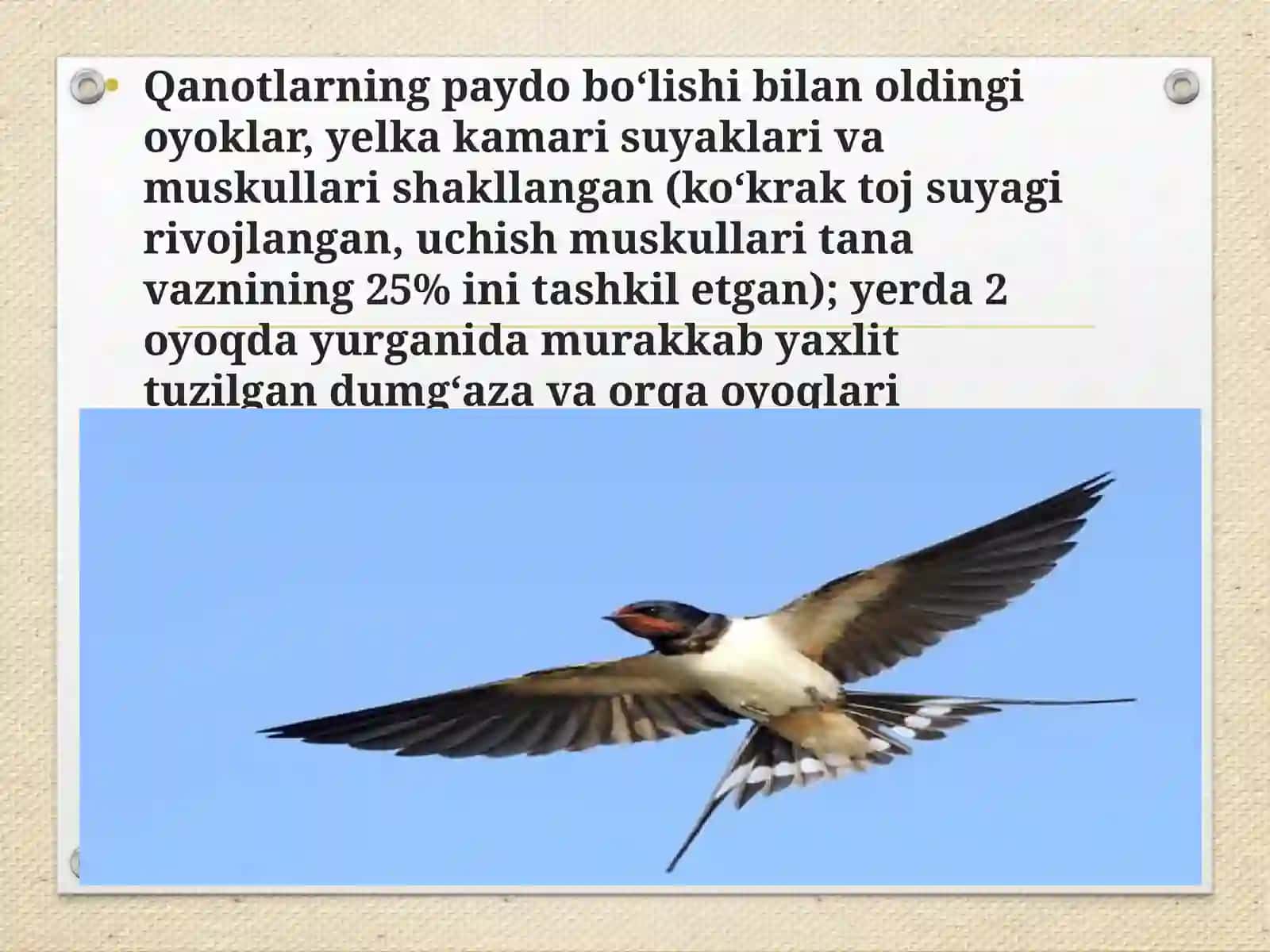 Qushlarmigratsiyasi 4