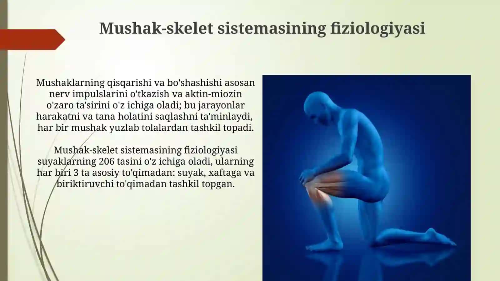 Suyak -mushak tizimi anatamo fiziologik xususiyatlari.Raxit kasaligi 4