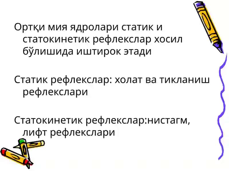 Узунчоқ мия ва ўрта мия функциялари 4