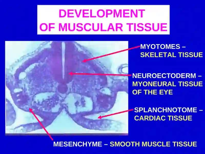 Muscular Tissue Classification 4
