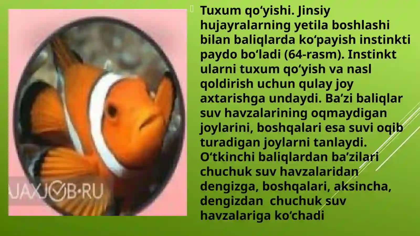 Baliqlarning ko’payishi va rojlanishi 4