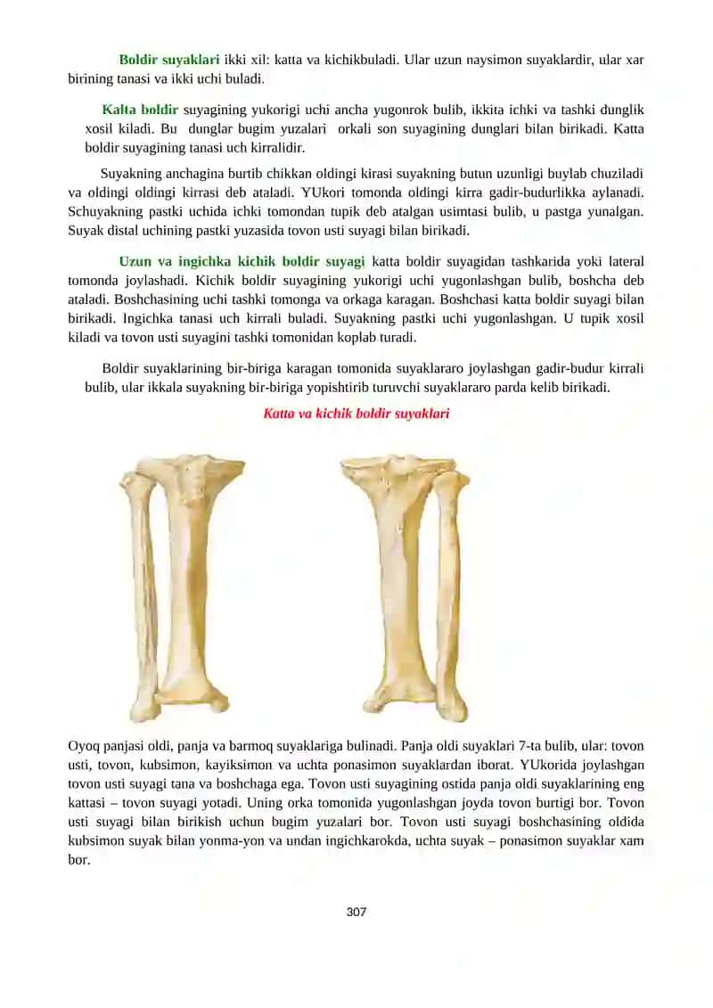 Osteosyndesmology 4