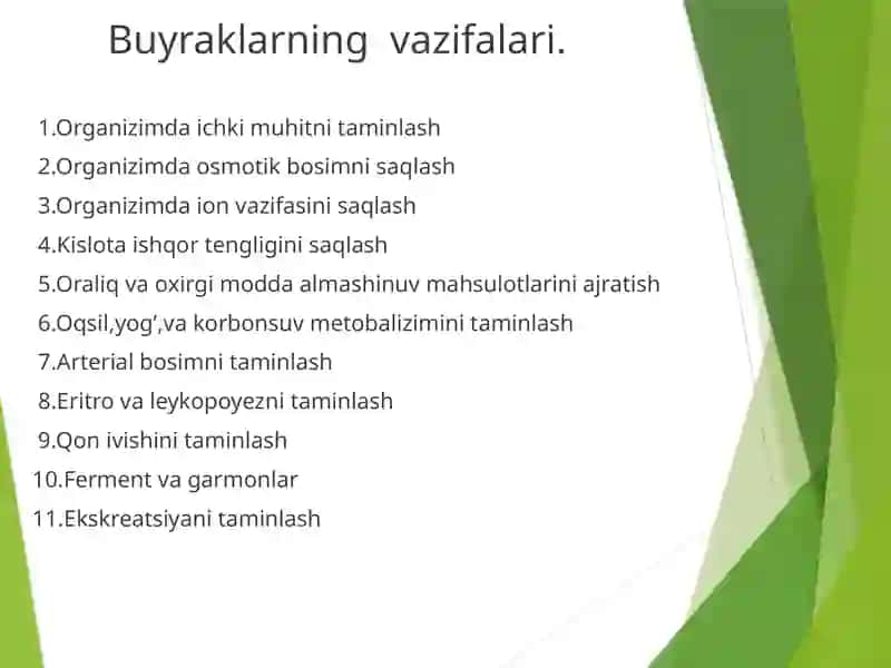 Buyrak fiziologiyasi 4