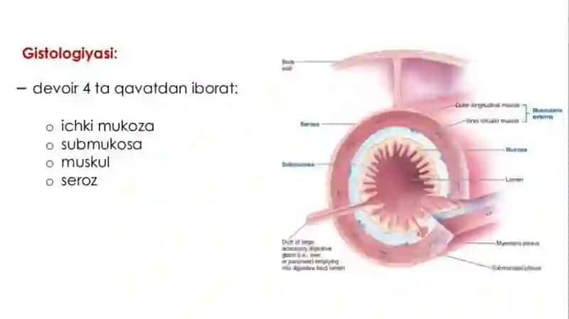 Ingichka va yo’g’on ichakda ovqat hazm bo’lishi 4
