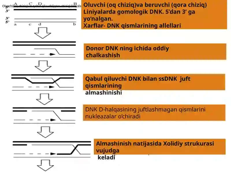 BIOLOGIYA TA’LIM YO’NALISHI-KURS-GURUHTALABASININGGENOMIKA FANIDAN TAYYORLAGAN TAQDIMOTI 4