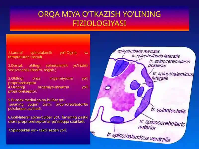 Markaziy asab tizimi fiziologiyasi 4