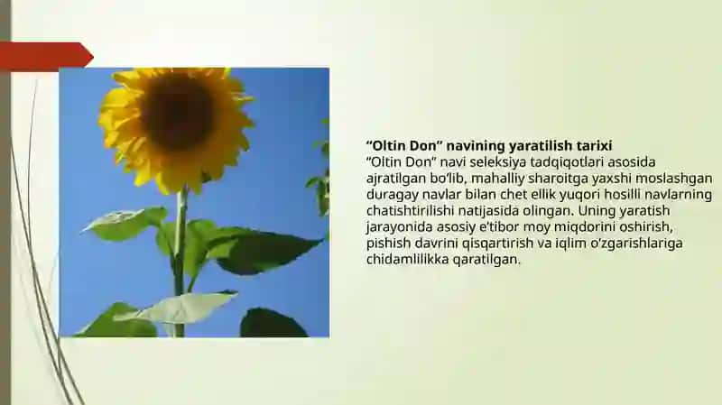 Kungaboqarning Oltin don navi 4