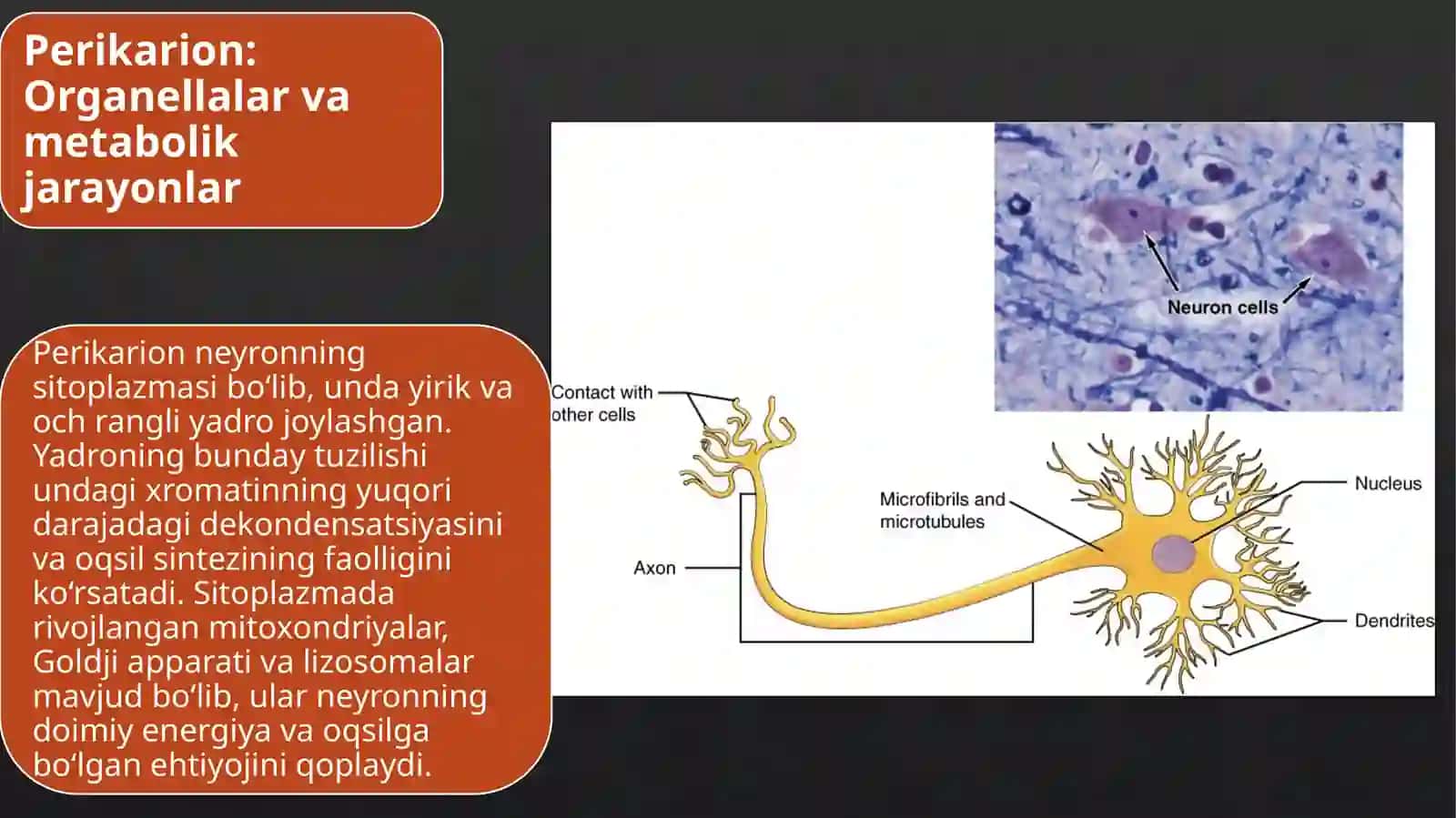 Gistologiya, Sitologiya va Embrionologiya /Neyronlarda nerv impulslari hosil bo’lish mehanizmi 4