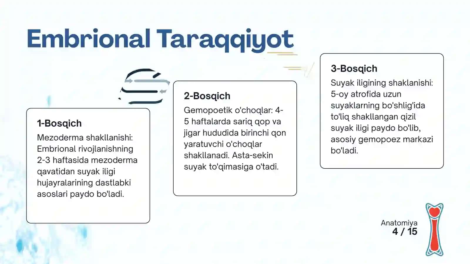 Suyak iligi taraqqiyoyi, tuzilishi va vazifasi. Qizil ilik va sariq ilik 4