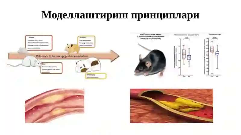Экспериментал тадқиқотларда юрак қон-томир тизими касалликларини моделлаштириш услублари 4