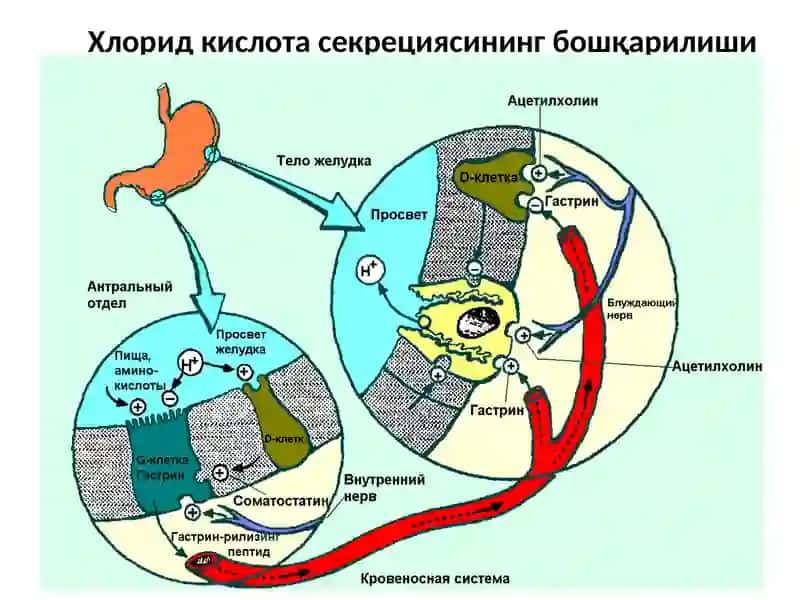 Ўн икки бармоқли ичак яра касаллиги 4