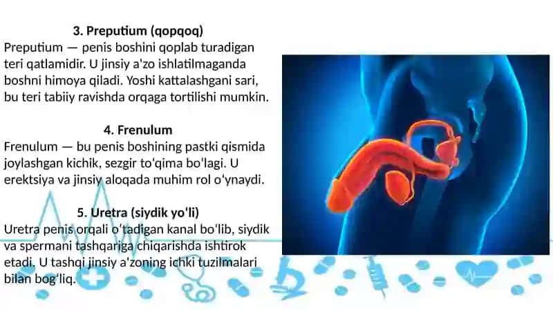 Erkaklar Jinsiy A'zolari 4