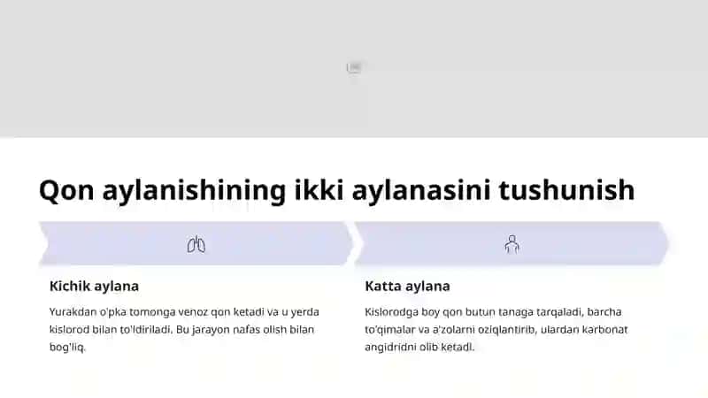 Yurakning qon bilan ta'minlanishi 4