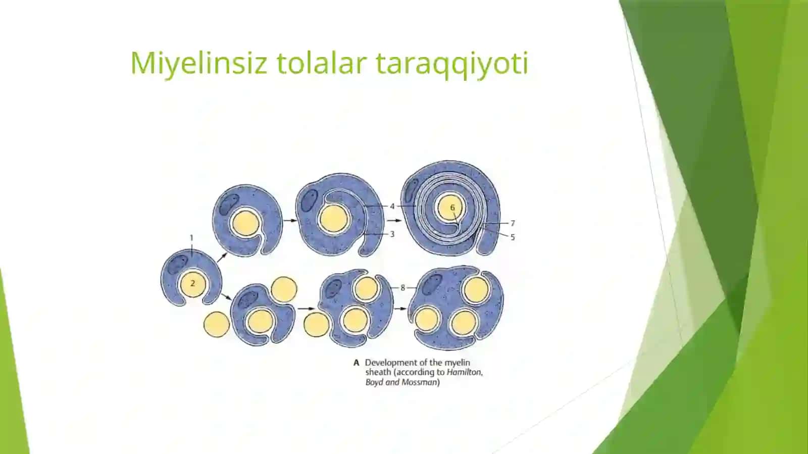 Nerv tolalari 4