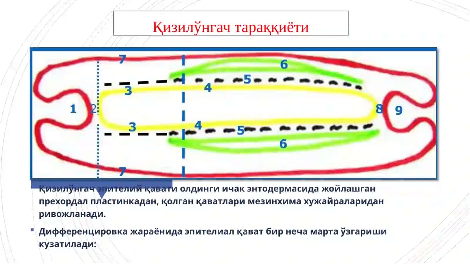 Қизилўнгач, меъда ва ичаклар 4