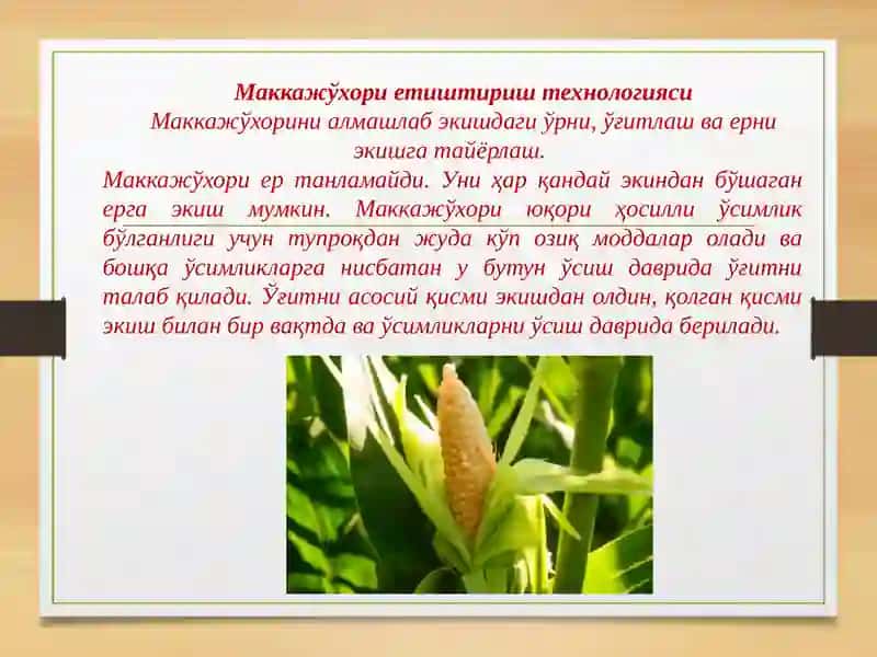 Маккажўхорини етириш технологияси 4