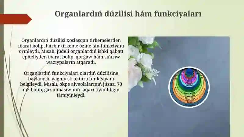 Toqimalar organlar ha'm organlar sistemasi 4