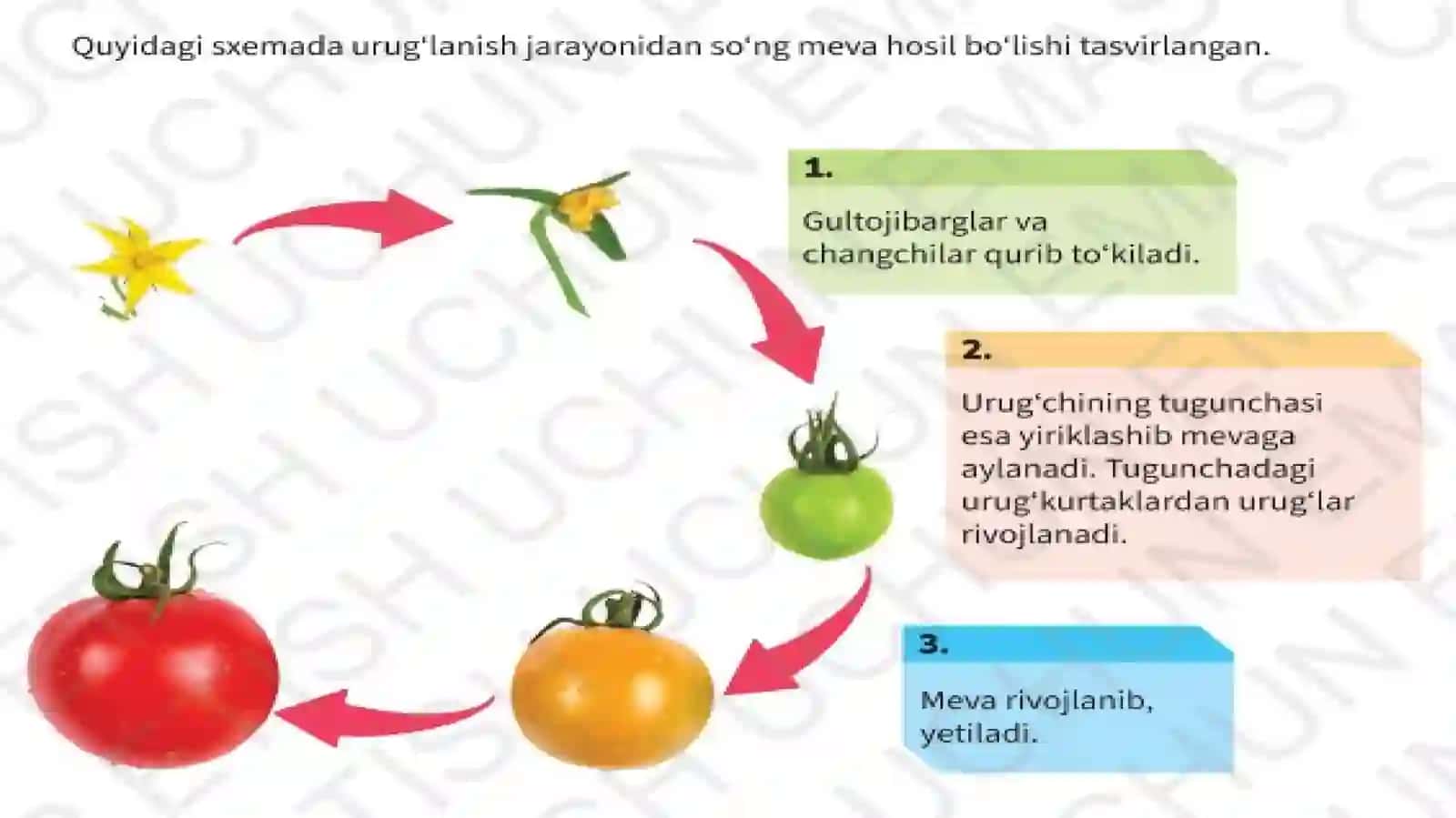 Gulli o'simliklarning ko'payishi 4