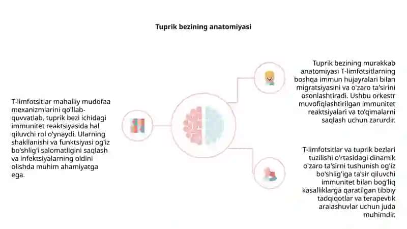 T-limfotsitlarning ayrisimon bezda hosil bo'lishi va vazifasi 4