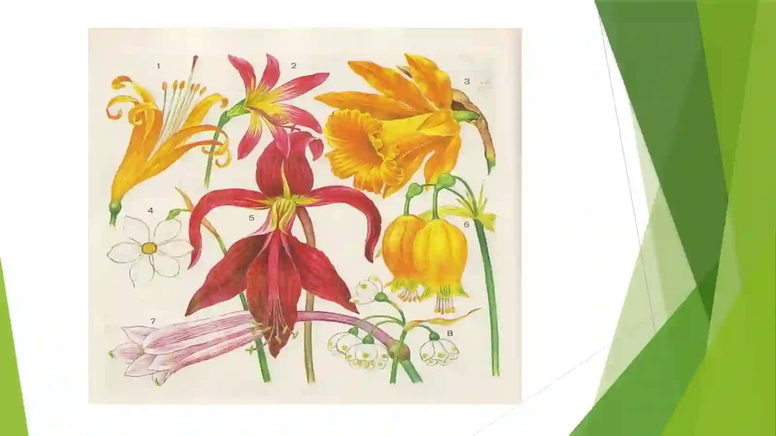 Chuchmomadoshlar (Amarilidaceae) oilasi turlari 4