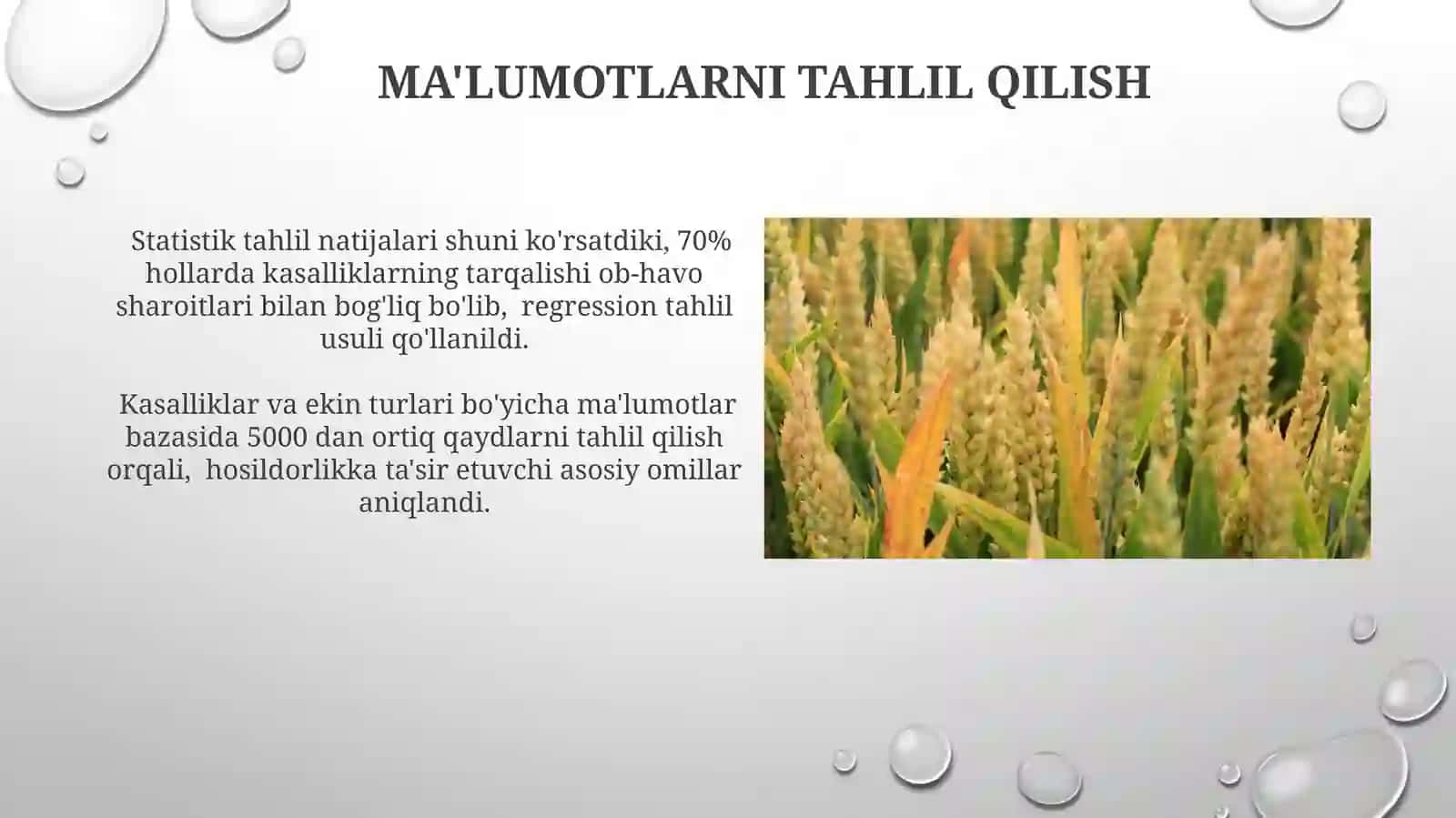 Qishloq xo'jaligi ekinlari kasalliklari va turlari bo'yicha malumotlar bazasini shakllantirish 4