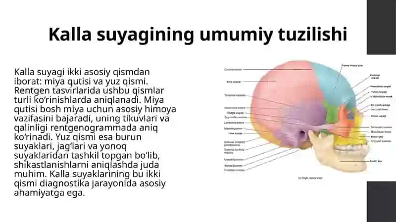Kalla suyaklarining rentgenanatomiyasi. Kalla suyagining yoshi va jinsiy tafovutlari 4