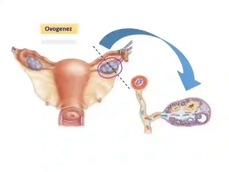 Urug'lanish. Menstrual sikl 4