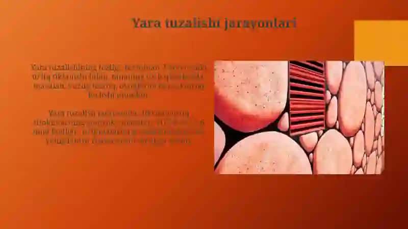 To'qimalarning fiziologik va reparativ regeneratsiyasi 4