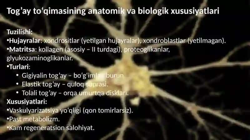 Tog’ayto’qimasining regeneratsiyasi va transplantatsiyasi 4
