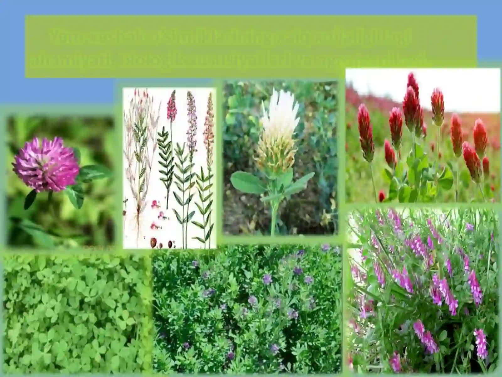 Agrokimyo va agrotuproqshunoslik yo’nalishi 2-kurs sirtqiO’simlikshunoslik 4