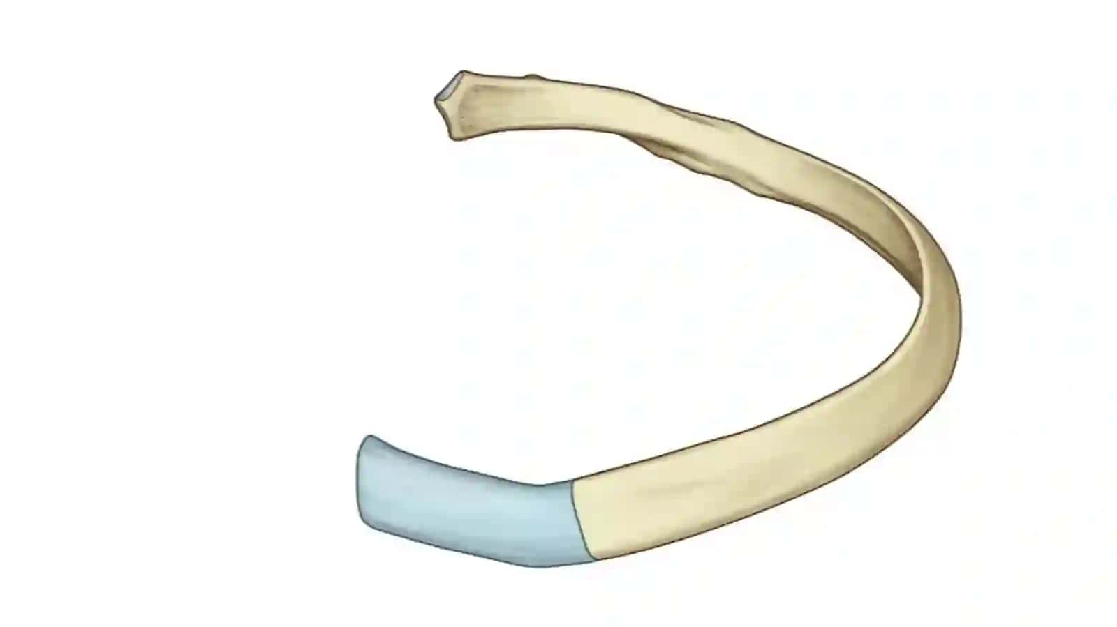 Radiological anatomy (Identify the diagram, label) 4