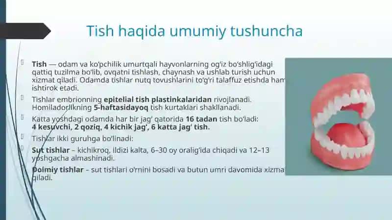 Tishlarning tuzilishi, anatomik va gistologik tuzilishi 4
