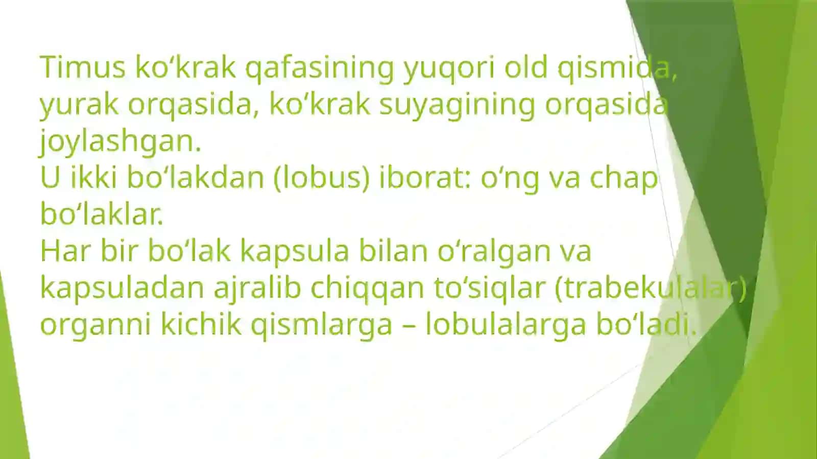 Timus Tuzyilishi, Taraqqiyoti va Vazifasi 4