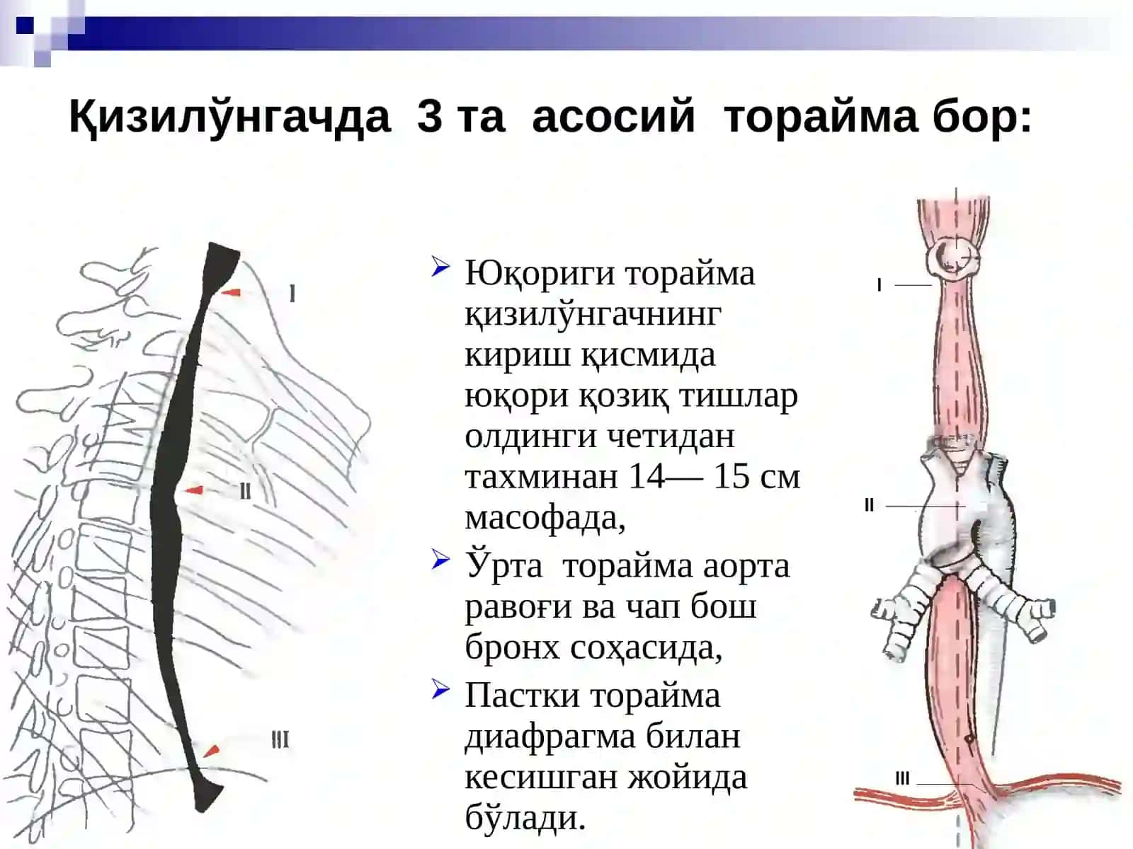 Қизил ўнгачнинг хирургик анатомияси 4