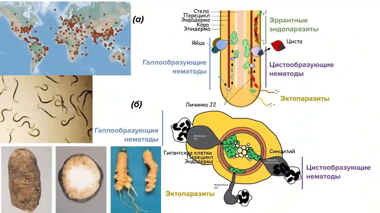 Bo‘rtmanematodalari (Meloidogyne) 4