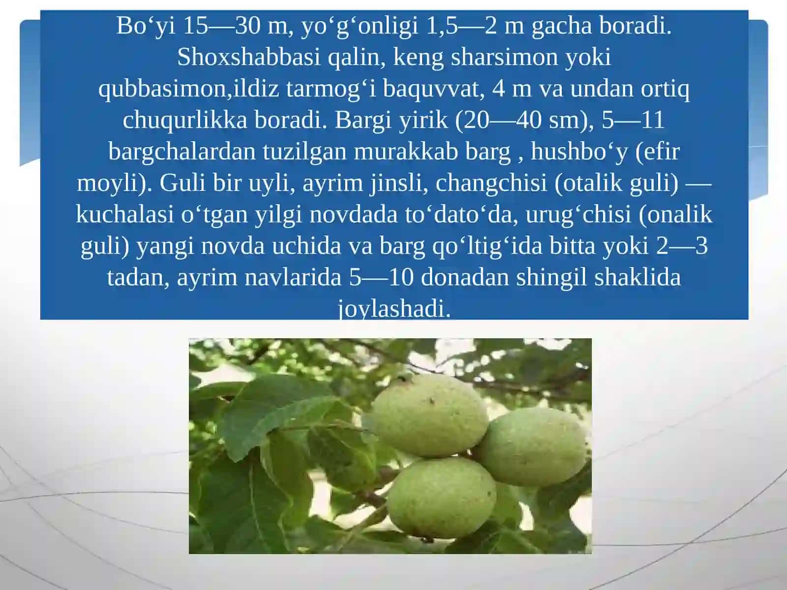 Yong’oq gullilari qabilasi. Juglandales 4