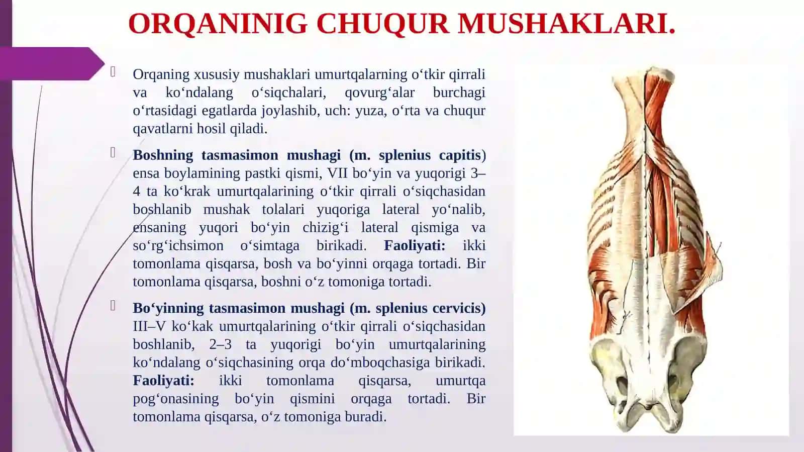 ORQANINIG YUZA VA CHUQURMUSHАKLАRI 4