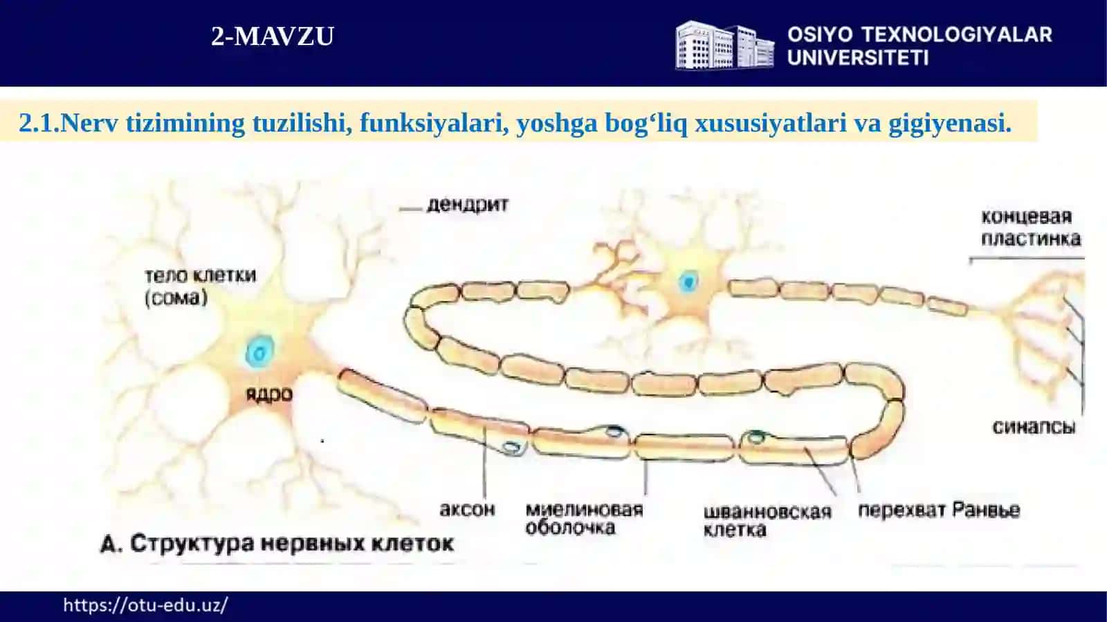 Nerv tizimi, oliy nerv faoliyati, analizatorlar va ichki sekretsiya bezlarining tuzilishi va gigiyenasi 4