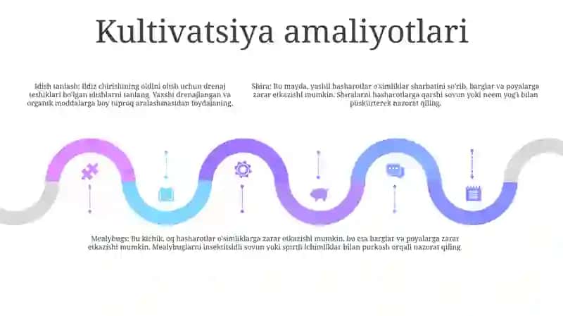 Dorivor Tirnoqgul O'Simligini Xom Ashyosini Tayyorlash 4
