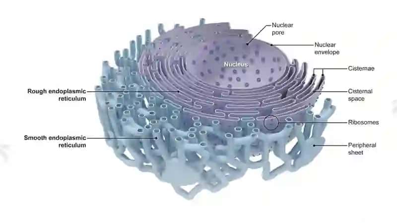 Endoplazmatik to’r Golji apparati 4