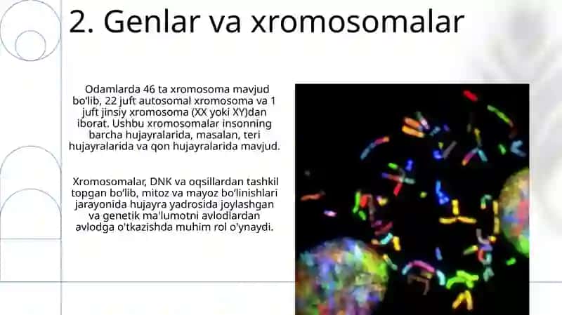 Hujayra yadrosi va irsiy axborotni uzatish mexanizmi 4
