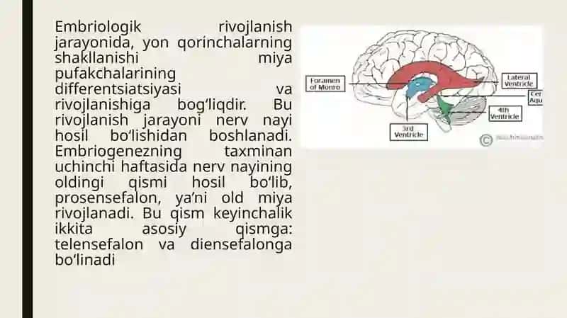 YON QORINCHALARNING VARIANT ANATOMIYASI KLINIK AHAMIYATI 4