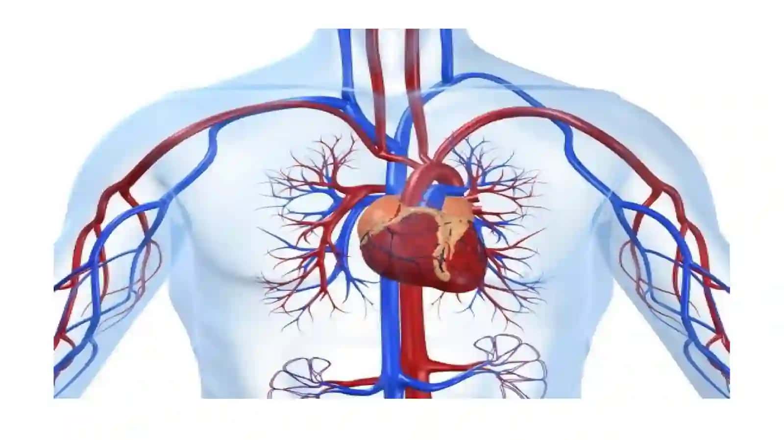 Yurak qon tomir tizimining anatomik-fizoligik xususiyatlari 4