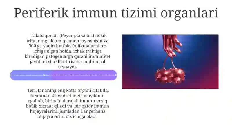 Immun tizimininvg markaziy va pereferik aʼzolari 4