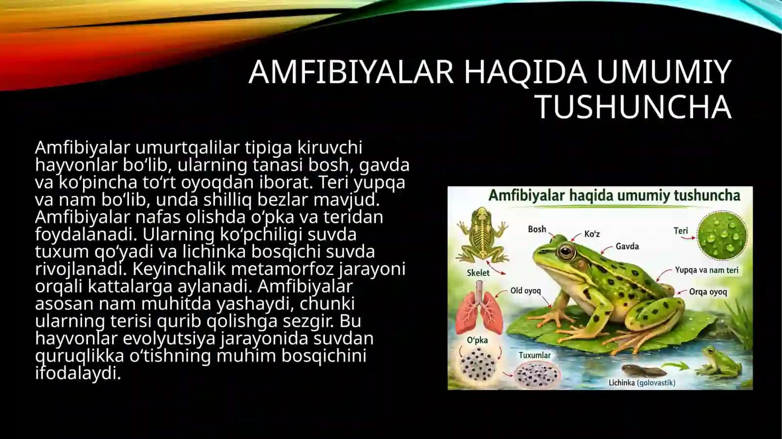Amfibiyalar quruqlikda yashovchi umurtqalilarning dastlabki sinfi sifatida. 4