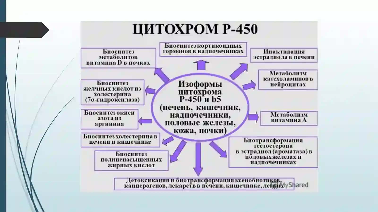 Sitoxrom P450 induktorlari va ingibitorlari klinikada qo’llanilishi. Sitoxrom P450 genipolimorfizmi, davolashning personifikatsiya asoslari. Etanol metobolizmi. ALDG fermentining izoformalari 4
