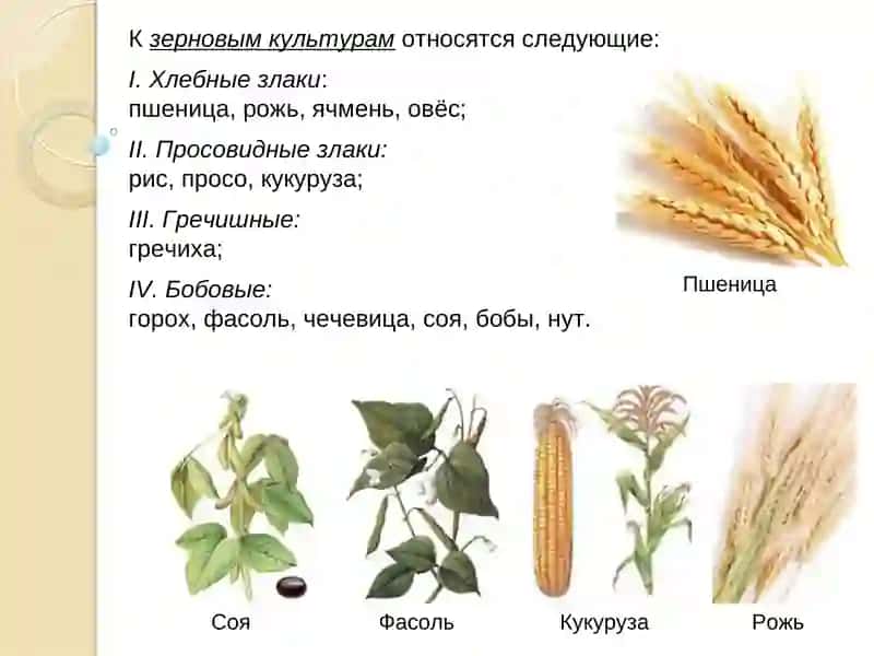 ОСНОВЫ АНАЛИЗА СОСТАВА ЗЕРНА И ХЛЕБА 4