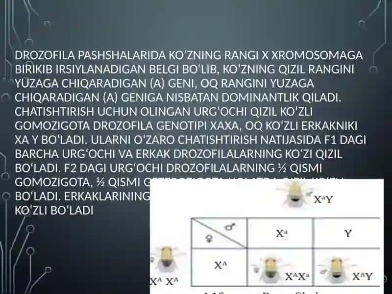 BELGILARNING JINSGA BOG‘LIQ HOLDA IRSIYLANISHIDARS TAQDIMOTI 4