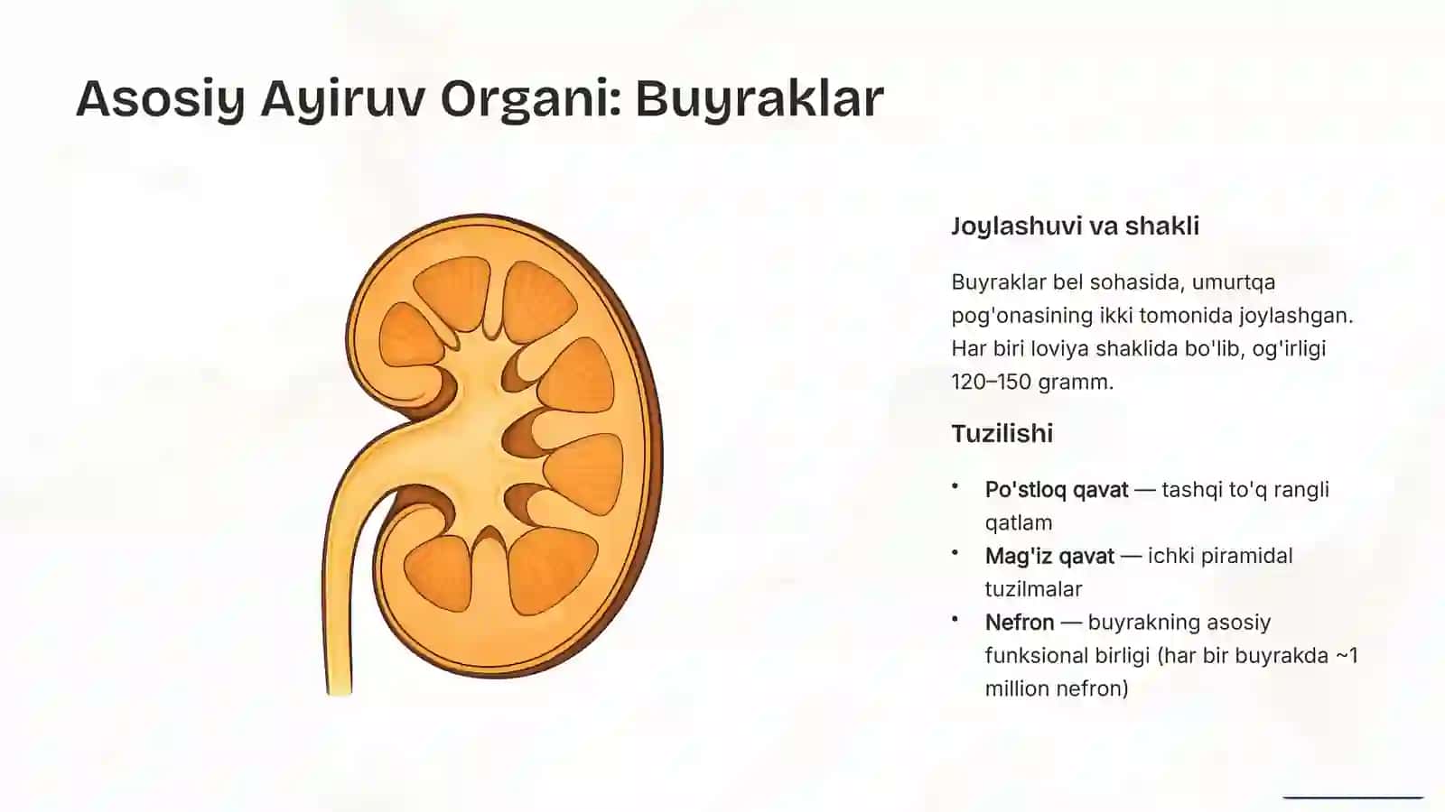 Ayiruv Tizimining Anatomiyasi va Fiziologiyasi 4